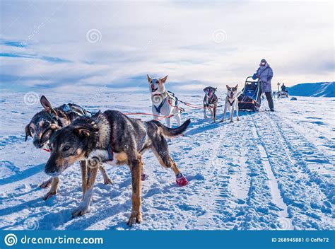 Musher Behind Sleigh With Sled Dogs On Snow In Winter Stock Image