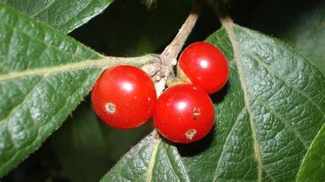 Are Honeysuckle Berries Poisonous To Humans