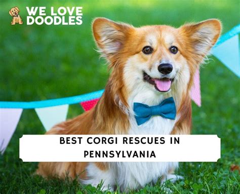 7 Best Corgi Rescues In Pennsylvania 2023 We Love Doodles