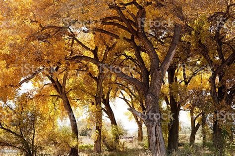 Cottonwood Trees In New Mexico Usa Fall Colors Stock Photo Download