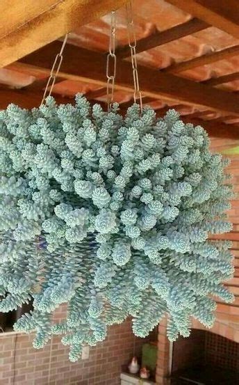 20 Cacti And Succulents That Hang Or Trail With Pictures Flowersandflowerthings In 2022