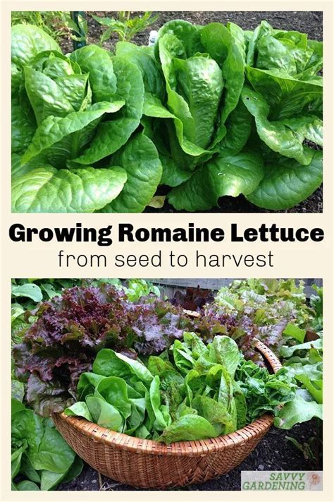 Growing Romaine Lettuce A Guide From Seed To Harvest In 2021 Romaine