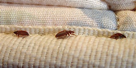 Rather than targeting one pest, we'll go over the steps you can take and the. Winter Springs FL | $199 Bed Bug Heat Treatment Rentals - BED BUGS FLORIDA | Affordable Bed Bug ...