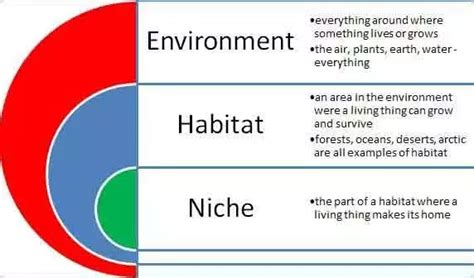 Niche Vs Habitat Definition Examples Differences And 43 Off