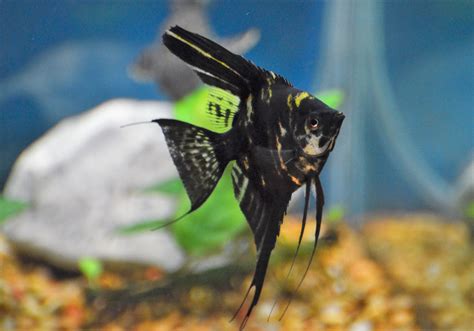 Marbled Angelfish Aquarium Fish Angel Fish Fish Pet