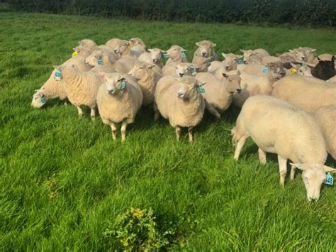 40 New Zealand Romney Cross In Lamb Breeding Ewes Shearlings Lambs