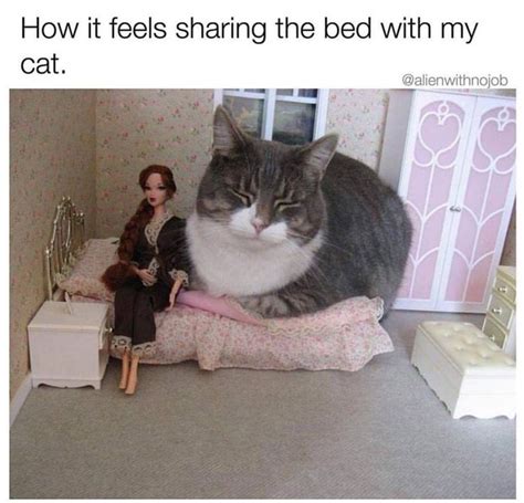 28 Dumb Cat Memes For The Crazy Cat People In 2020 Funny Animal Memes