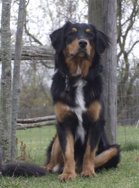 Maybe you would like to learn more about one of these? Pin on English Shepherd Dogs