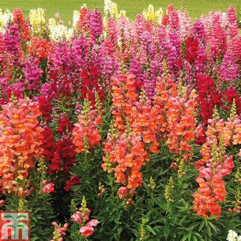 Antirrhinum Floral Showers Mixed Garden Ready Thompson And Morgan