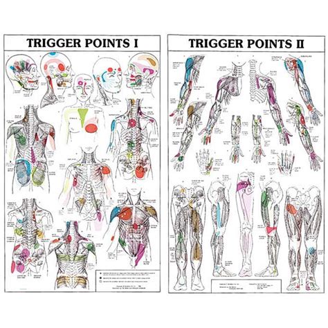 printable trigger point chart
