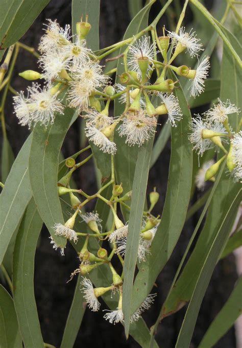 Eucalyptus Crebra Commonly Known As The Narrow Leaved Iron Bark Or