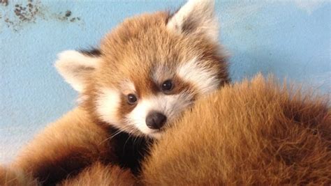 Red Pandas News Videos And Articles