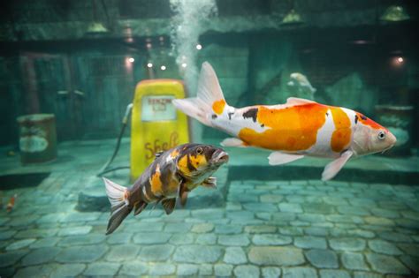 Technology in the Koi Aquarium