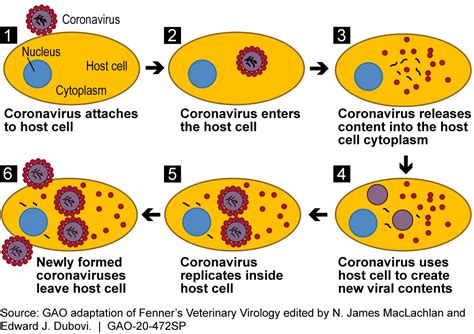 Science And Tech Spotlight Coronaviruses Us Gao