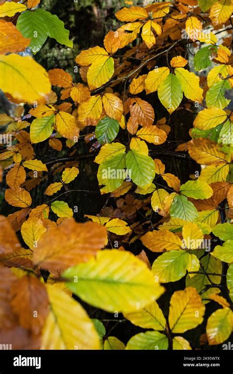 Beech Tree Leaves In Autumn Stock Photo Alamy