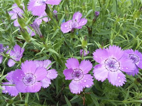 Wild Garden Seed Organic Siberian Blues Dianthus Seeds