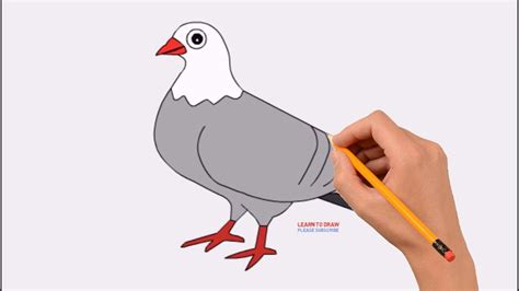 How To Draw A Pigeon Step By Step Easy For Kids Coloring Page