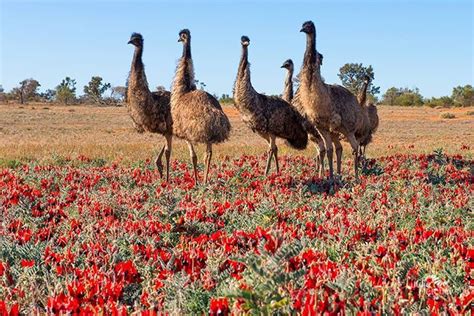 Discover The Fascinating Emus Of Outback South Australia