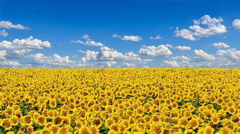 Field Of Sunflowers Ukraines National Flower Bing Gallery