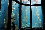 Visitor's Guide to the Monterey Bay Aquarium