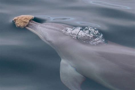 Dolphins Documented Striking Banana Pose With Sponges For Hats To