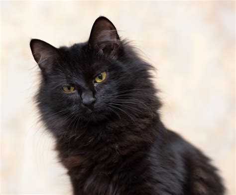 21 Black Cat Breeds With Beautiful Black Coats With Pictures Pet K