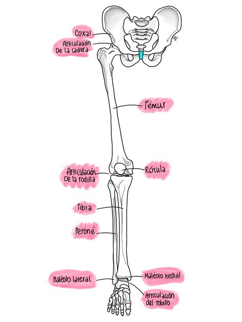 Anatomía Del Miembro Inferior Anatomía Médica Anatomía Anatomia Y