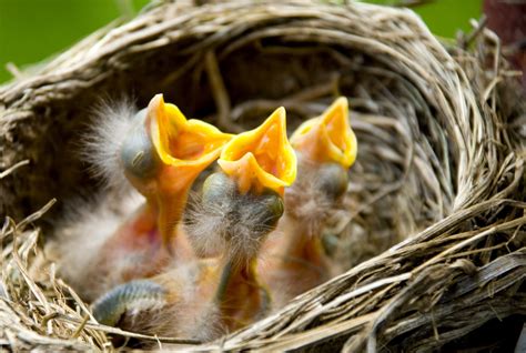 Baby Birds In Nest