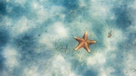 Starfish Wallpapers 4k Hd Starfish Backgrounds On Wallpaperbat