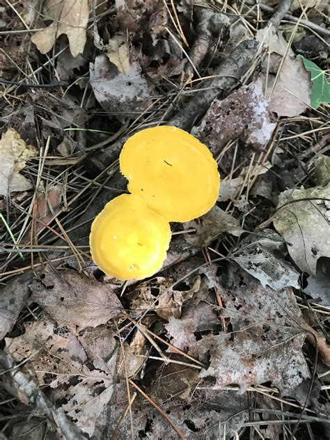 Pin By Mickey Manzagol Mills On Mushrooms Of West Michigan West