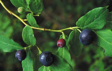 Native Plants The Huckleberry Bush The Most Revered Shrub In The