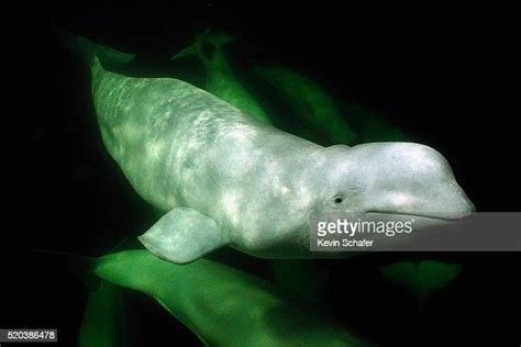 Beluga Whale Wild Photos And Premium High Res Pictures Getty Images