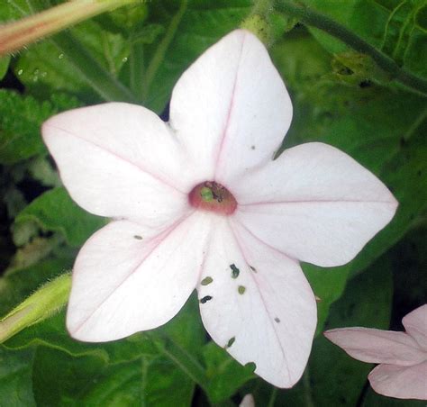 Five Petal White Flower By Vgamer164 On Deviantart