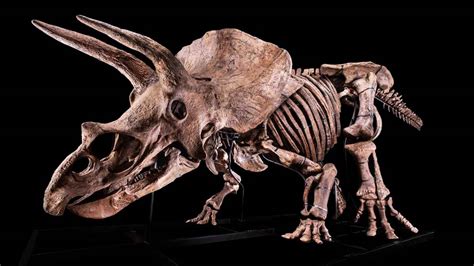 Triceratops Skeleton Up For Auction Starting Price 12m Euros Boing