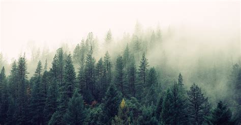 High Angle Photography Of Green Forest Trees · Free Stock Photo