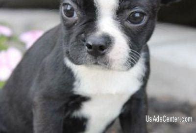 Boston terriers are not only funny, but overly sweet and affectionate as well. Boston Terrier Puppies For Adoption | Pets for sale in Charlotte, North Carolina | UsAdsCenter ...