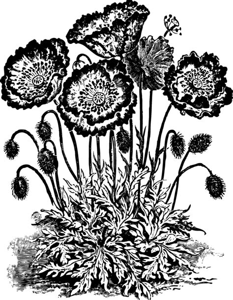 Poppy Flower Clipart Black And White 10 Free Cliparts Download Images
