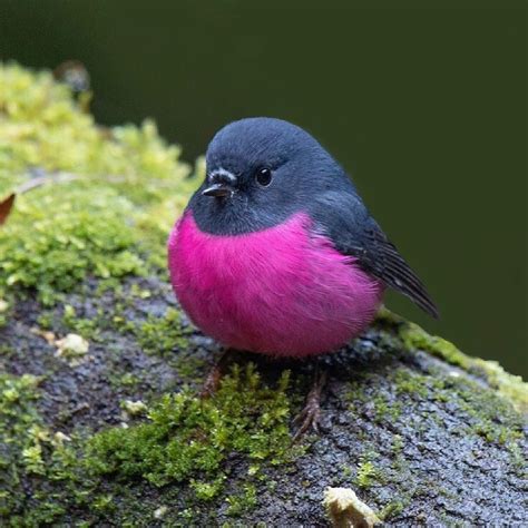 Australian Pink Robins Are Cute And Vibrant And Oh So Very Round In
