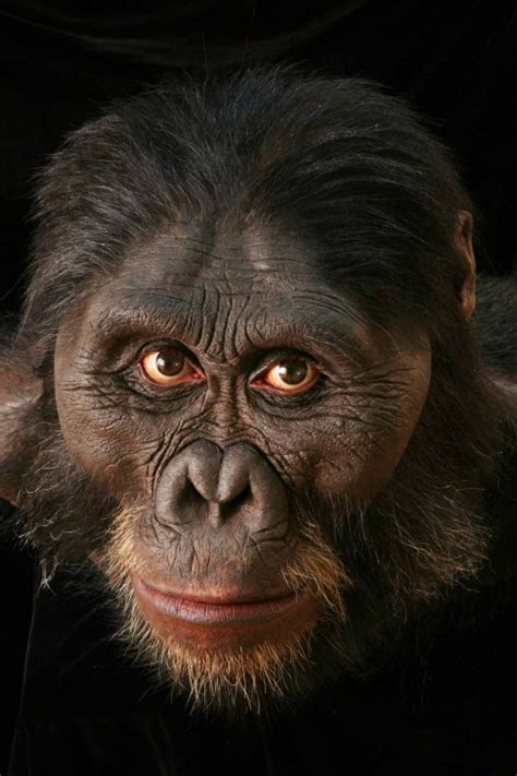 Australopithecusafarensis Smithsonian Insider Smithsonian Insider