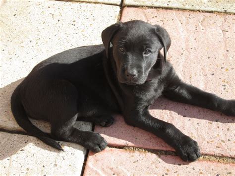 Rottweiler Labrador Puppies Rottweiler Lab Mix Facts Use Them In
