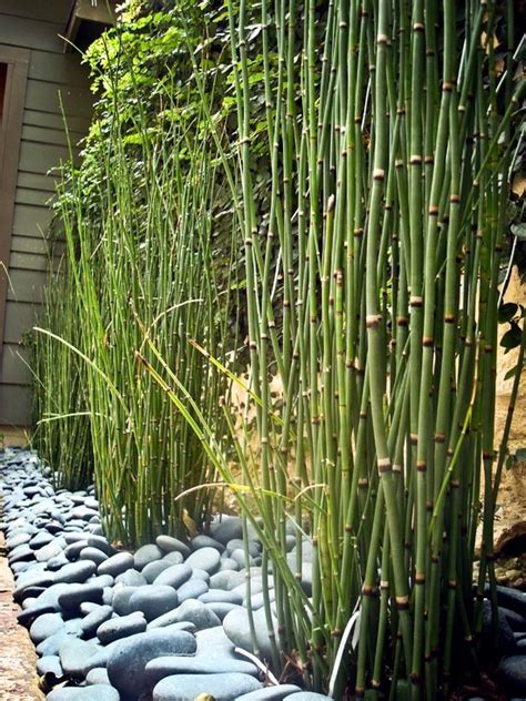 Bamboo fencing is associated with asian design, particularly with japanese zen gardens, where they are used decoratively. 56 ideas for bamboo in the garden - out of sight or ...