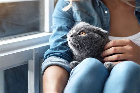 First Time Cat Owner Here Are 10 Things You Need To Know Tractive