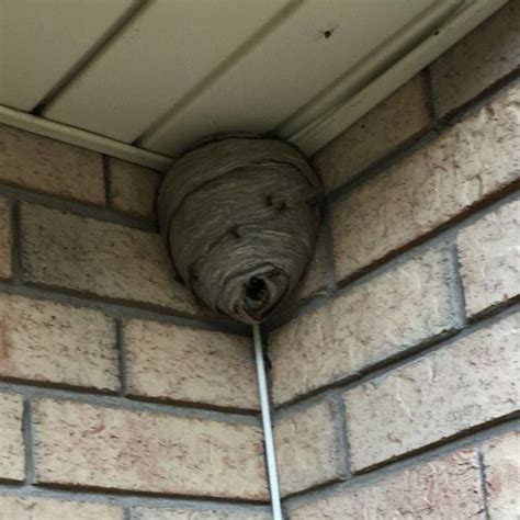 Termite activity often goes undetected. Simcoe Professional Pest Control and Exterminator Services ...