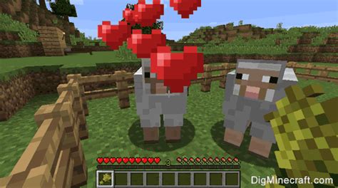 How To Breed Sheep In Minecraft