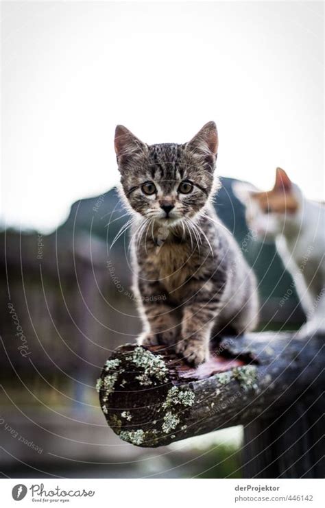Cat Nature Beautiful A Royalty Free Stock Photo From