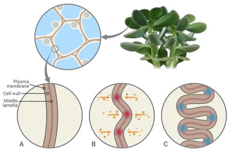 Diagram Of The Hypothetical Cell Wall Folding Process In Succulent