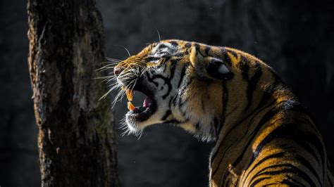 Download Wallpaper 1366x768 Tiger Roar Wild Animal Tablet Laptop
