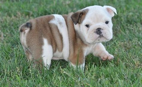 Suburban bullies is the #1 breeder of english bulldogs for sale in the world. Miniature English Bulldog For Sale in California (17)