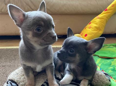 Beautiful Chihuahua Puppies For Sale Pueblo For Sale Pueblo Pets Dogs