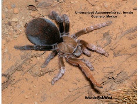 Check spelling or type a new query. Tarantula in Baja California, Mexico - What's That Bug?